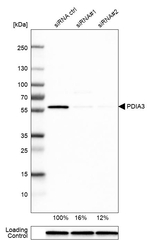 ERp57 Antibody in Western Blot (WB)
