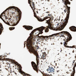 GRP94 Antibody in Immunohistochemistry (Paraffin) (IHC (P))