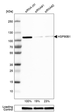 GRP94 Antibody in Western Blot (WB)