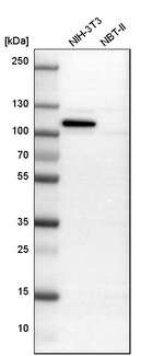GRP94 Antibody in Western Blot (WB)