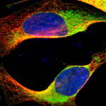 GRP94 Polyclonal Antibody