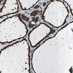 GRP94 Antibody in Immunohistochemistry (Paraffin) (IHC (P))