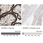 GRP94 Antibody in Immunohistochemistry (Paraffin) (IHC (P))