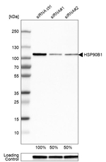 GRP94 Antibody in Western Blot (WB)