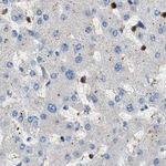Maspin Antibody in Immunohistochemistry (Paraffin) (IHC (P))