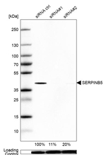 Maspin Antibody in Western Blot (WB)