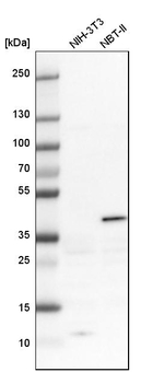 Maspin Antibody in Western Blot (WB)