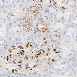 NGAL Antibody in Immunohistochemistry (Paraffin) (IHC (P))