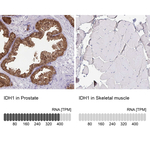 IDH1 Antibody in Immunohistochemistry (Paraffin) (IHC (P))
