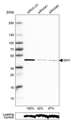 IDH1 Antibody in Western Blot (WB)