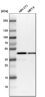 IDH1 Antibody in Western Blot (WB)