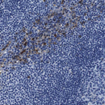 Annexin A1 Antibody in Immunohistochemistry (Paraffin) (IHC (P))