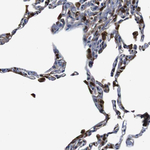Annexin A1 Antibody in Immunohistochemistry (Paraffin) (IHC (P))