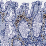 Annexin A1 Antibody in Immunohistochemistry (Paraffin) (IHC (P))