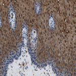 Annexin A1 Antibody in Immunohistochemistry (Paraffin) (IHC (P))