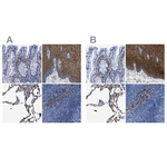 Annexin A1 Antibody in Immunohistochemistry (Paraffin) (IHC (P))