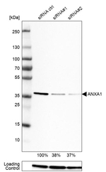 Annexin A1 Antibody in Western Blot (WB)