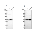 Annexin A1 Antibody in Western Blot (WB)