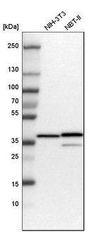 Annexin A1 Antibody in Western Blot (WB)