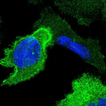 Annexin A1 Polyclonal Antibody
