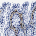 Annexin A1 Antibody in Immunohistochemistry (Paraffin) (IHC (P))