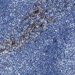Annexin A1 Antibody in Immunohistochemistry (Paraffin) (IHC (P))
