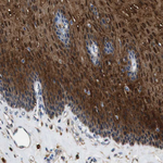 Annexin A1 Antibody in Immunohistochemistry (Paraffin) (IHC (P))