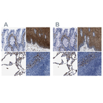 Annexin A1 Antibody in Immunohistochemistry (Paraffin) (IHC (P))