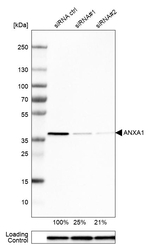 Annexin A1 Antibody in Western Blot (WB)