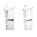 Annexin A1 Antibody in Western Blot (WB)