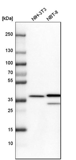 Annexin A1 Antibody in Western Blot (WB)