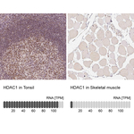 HDAC1 Antibody in Immunohistochemistry (Paraffin) (IHC (P))