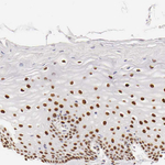 Estrogen Receptor alpha Antibody in Immunohistochemistry (Paraffin) (IHC (P))