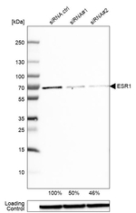 Estrogen Receptor alpha Antibody in Western Blot (WB)