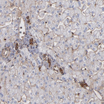 alpha Actinin 4 Antibody in Immunohistochemistry (Paraffin) (IHC (P))