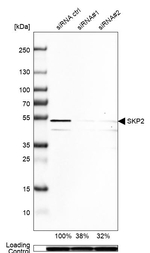 SKP2 Antibody in Western Blot (WB)