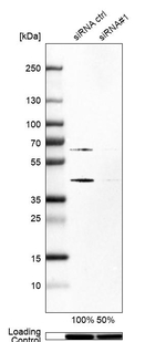 SKP2 Antibody in Western Blot (WB)