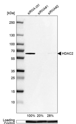 HDAC2 Antibody in Western Blot (WB)