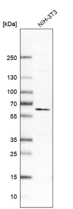HDAC2 Antibody in Western Blot (WB)