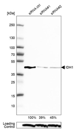 IDH1 Antibody in Western Blot (WB)