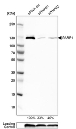 PARP1 Antibody in Western Blot (WB)