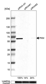 PKM2 Antibody in Western Blot (WB)