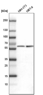 PKM2 Antibody in Western Blot (WB)