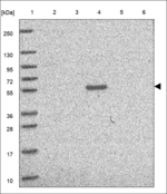 FCAMR Polyclonal Antibody