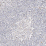 ALDH1L1 Antibody in Immunohistochemistry (Paraffin) (IHC (P))