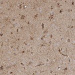 ALDH1L1 Antibody in Immunohistochemistry (Paraffin) (IHC (P))