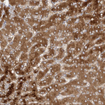ALDH1L1 Antibody in Immunohistochemistry (Paraffin) (IHC (P))