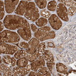 ALDH1L1 Antibody in Immunohistochemistry (Paraffin) (IHC (P))
