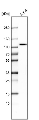 ALDH1L1 Antibody in Western Blot (WB)