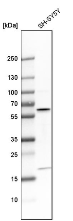 AKT3 Antibody in Western Blot (WB)